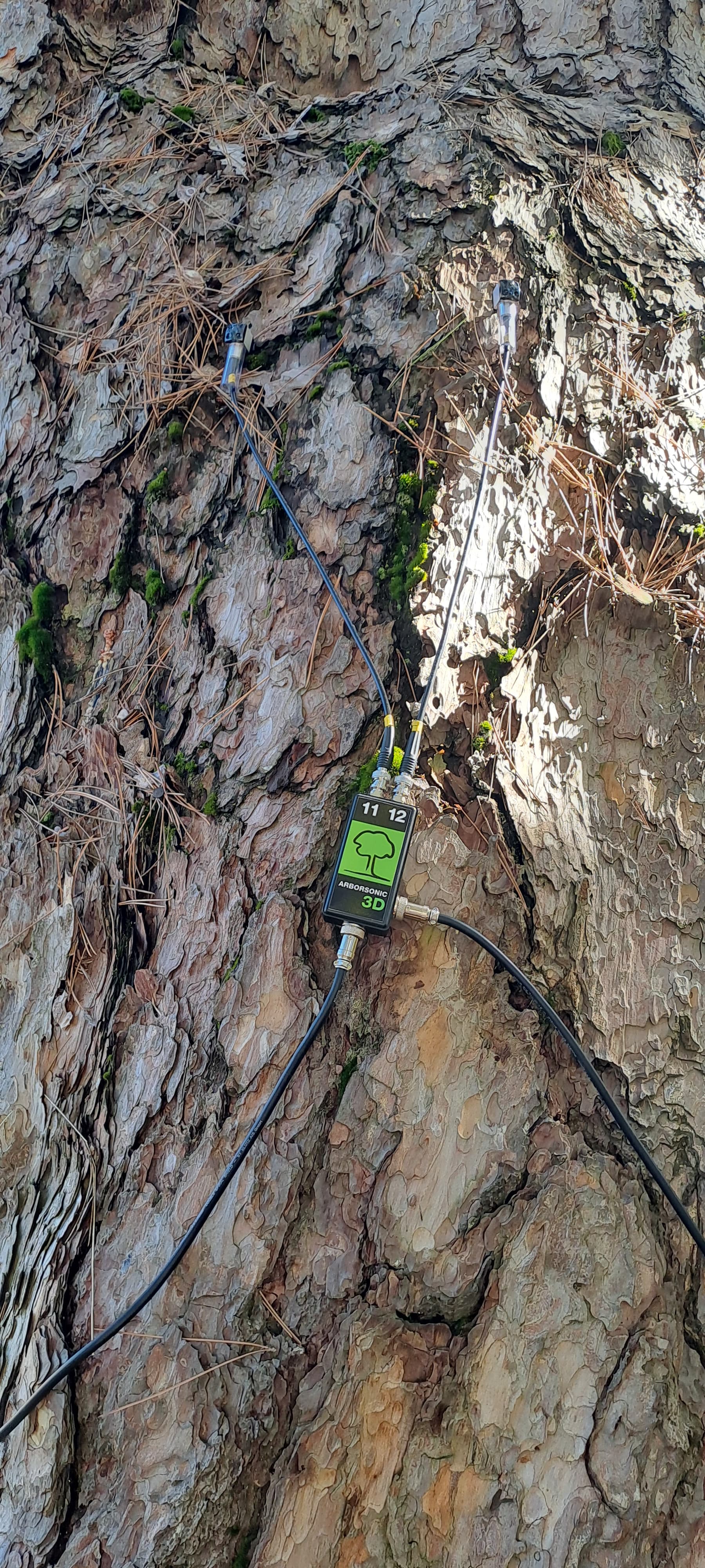 KIYIK KÖYÜ’NDEKİ 860 YAŞINDAKİ ANIT KARAÇAMIN KURUMA DURUMU BİLİMSEL OLARAK İNCELENİYOR