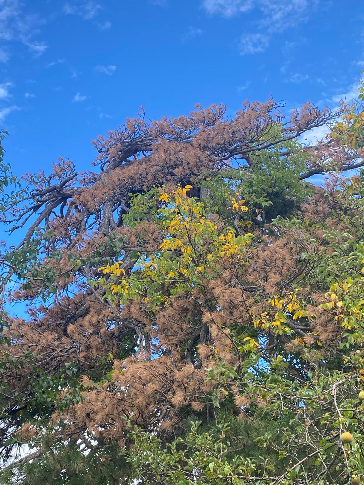 KIYIK KÖYÜ’NDEKİ 860 YAŞINDAKİ ANIT KARAÇAMIN KURUMA DURUMU BİLİMSEL OLARAK İNCELENİYOR