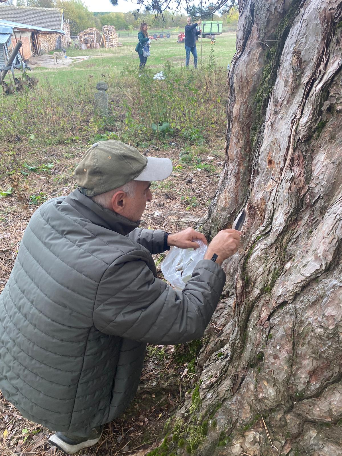 KIYIK KÖYÜ’NDEKİ 860 YAŞINDAKİ ANIT KARAÇAMIN KURUMA DURUMU BİLİMSEL OLARAK İNCELENİYOR