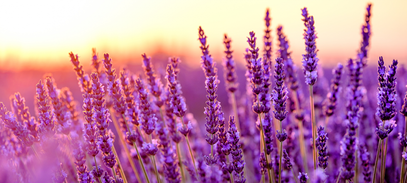 Tıbbi ve Aromatik Bitkiler Hazine Arazilerinde Yeşeriyor.