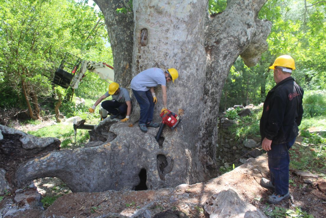 Pütürge İlçesi Ormaniçi Mahallesinde bulunan Ormaniçi Anıt Çınar Ağacında Bakım Ve Rehabilitasyon İşlemlerine Başlanmıştır.