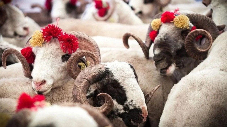 2025 YILI KURBAN SATIŞ VE KESİM YERLERİ DENETİMİ