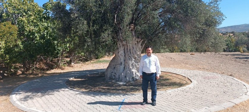 İl Müdürümüz Sayın Hasan ALAN İlimiz Mut İlçesi Haydar Mahallesindeki Anıt Zeytin Ağacında incelemelerde bulundu