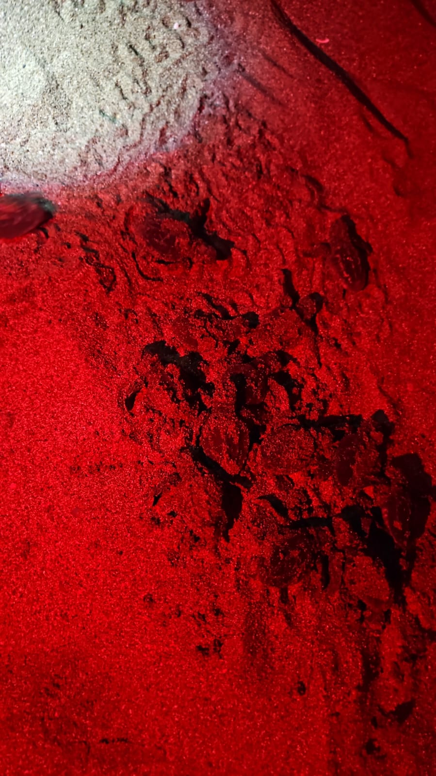 2025 yılının ilk Caretta Caretta Yavruları Denize Ulaştılar