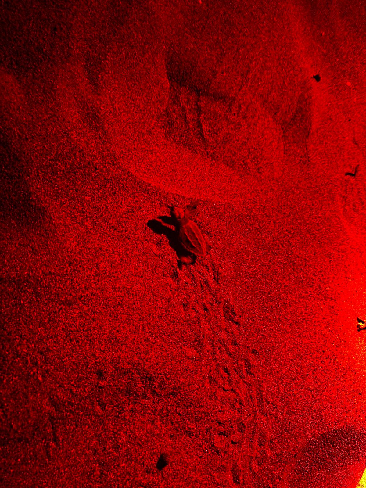 2025 yılının ilk Caretta Caretta Yavruları Denize Ulaştılar