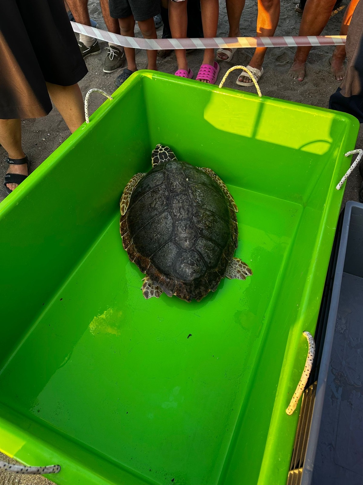 Yerli ve Milli Uydu Teknolojisiyle Caretta Caretta’ların Göç Yolculuğu Başladı