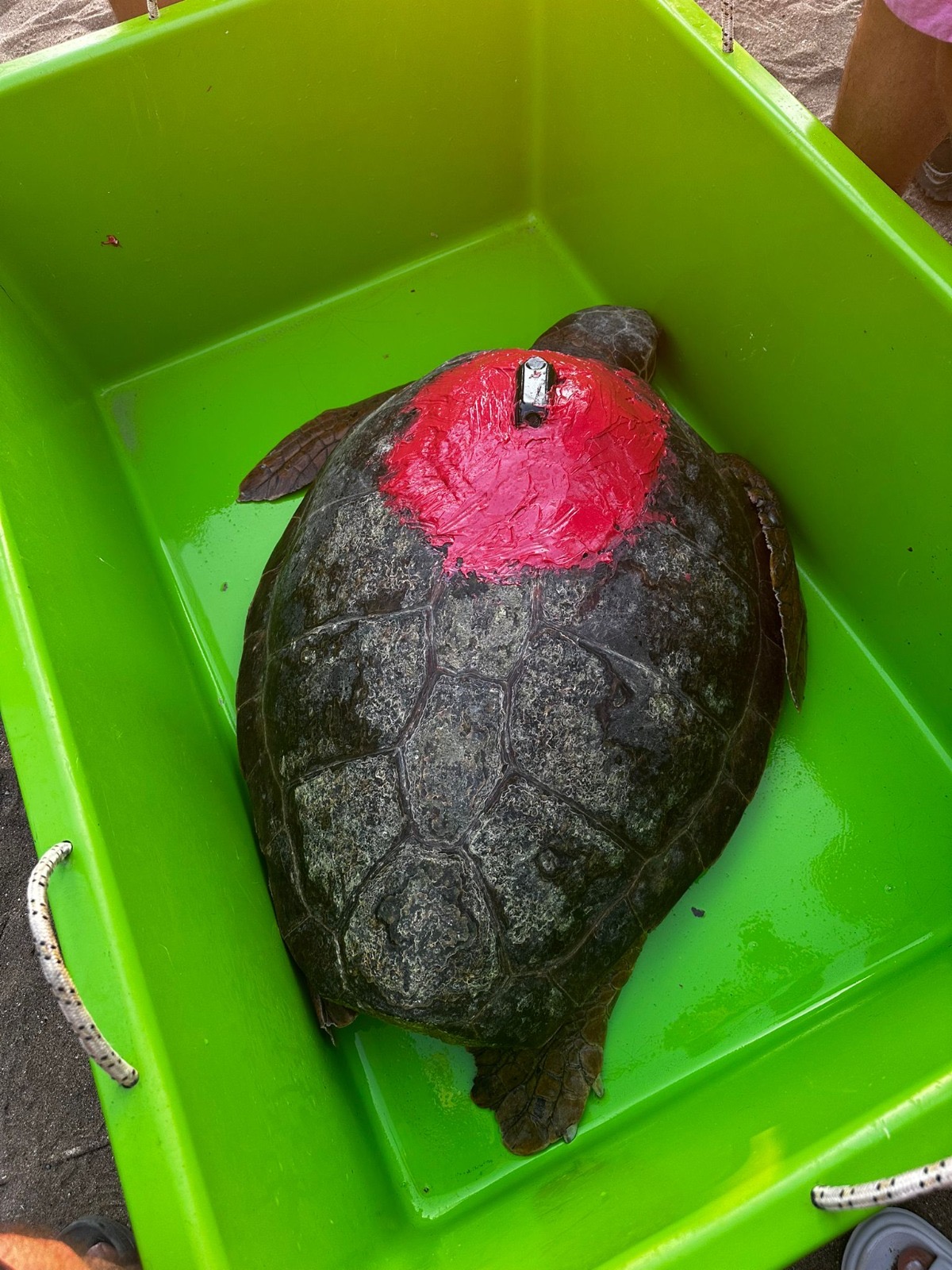 Yerli ve Milli Uydu Teknolojisiyle Caretta Caretta’ların Göç Yolculuğu Başladı
