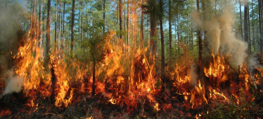 Orman yangınları ile mücadele kapsamında Uygulanacak Tetbirler