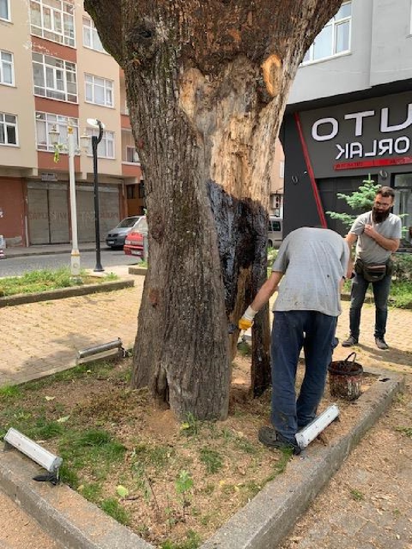 İlimizde Bulunan Anıt Ağaçların Bakım Çalışması