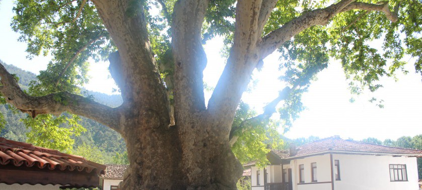 TARAKLI İLÇEMİZDE YEDİ ASIRLIK ÇINAR AĞACI