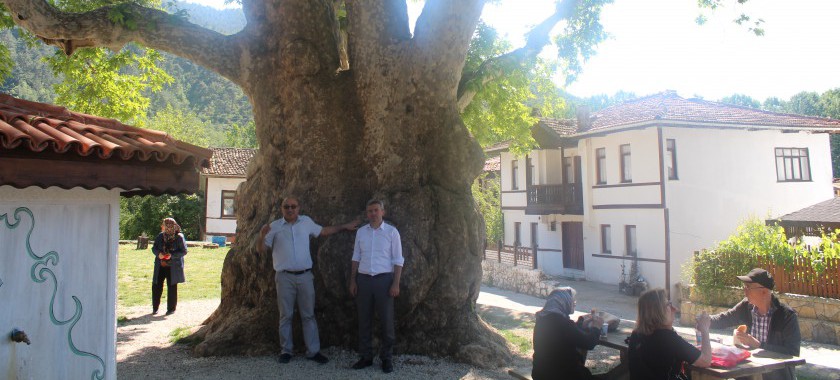 Taraklı İlçemizde Yedi Asırlık Çınar Ağacı