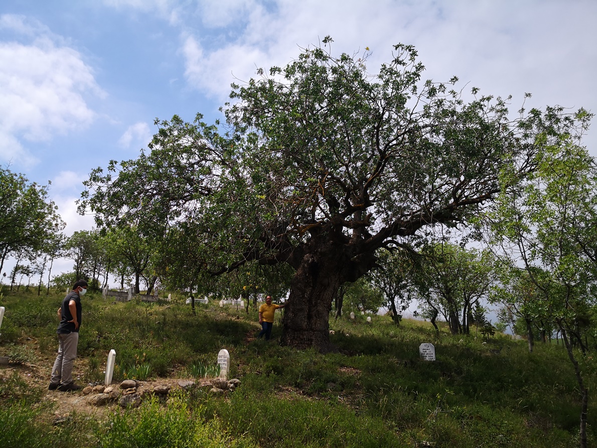 SAMSUN TABİAT VARLIKLARINI KORUMA KOMİSYONUN HAZİRAN AYI TOPLANTISI 22-24/06/2021 TARİHLERİ ARASINDA TOKAT’TA GERÇEKLEŞTİ