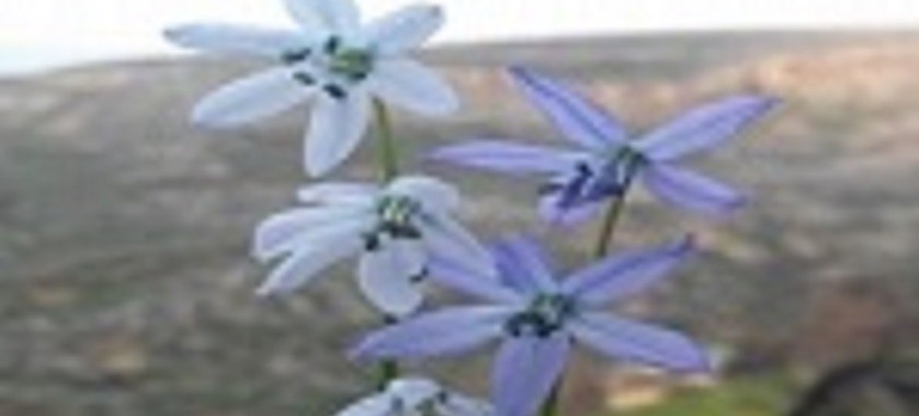 MEZOPOTAMYA SÜMBÜLÜ DOĞAL SİT ALANI