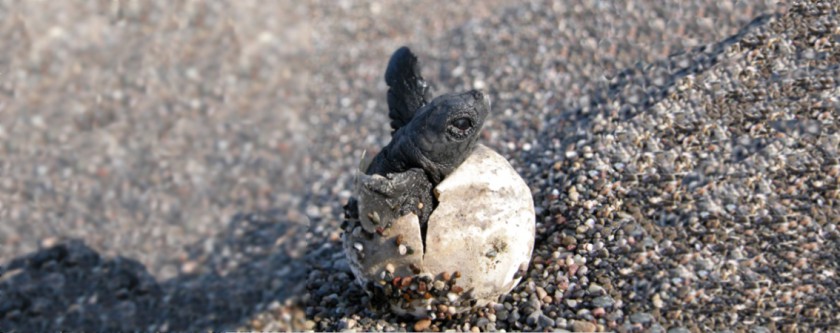 DENİZ KAPLUMBAĞALARI (Caretta caretta) YAVRU BİREYLERİ DENİZEL YAŞAM ALANIYLA BULUŞTU