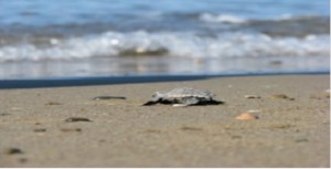 Belek  ÖÇKB Deniz Kaplumbağaları Koruma  ve İzleme Projesi