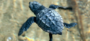 Belek Özel Çevre Koruma Bölgesi Kumsal Alanlarında Deniz Kaplumbağaları İzleme Projesi Sonuç Raporu