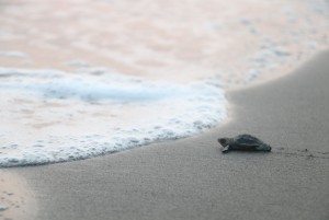 Fethiye – Göcek Özel Çevre Koruma Bölgesi Kumsal Alanlarında Deniz Kaplumbağaları İzleme Projesi Sonuç Raporu- 2022