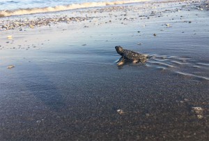 Fethiye-Göcek Özel Çevre Koruma Bölgesi Tür ve Habitat İzleme Projesi kapsamında Fethiye-Göcek kumsal alanında Deniz kaplumbağaları (Caretta caretta, Chelonia mydas)) Popülasyonlarının Araştırılması İzlenmesi ve Korunması Projesi