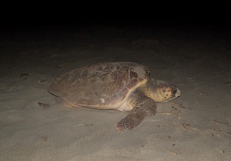 Fethiye Göcek Özel Çevre Koruma Bölgesi Tür ve Habitat İzlemesi Projesi