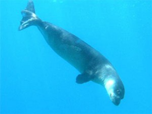 Foça, Datça,, Bozburun, Gökova  ÖÇK Bölgeleri Akdeniz Foku (M. monachus) Koruma ve İzleme projesi