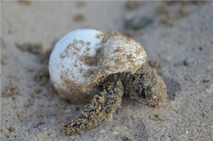 Göksu Deltası Kumsal Alanlarında Deniz Kaplumbağaları İzleme Projesi Sonuç Raporu