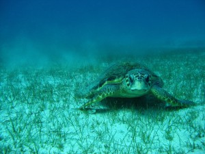 Göksu Deltası Kumsal Alanlarında Deniz Kaplumbağaları İzleme Projesi Sonuç Raporu- 2022