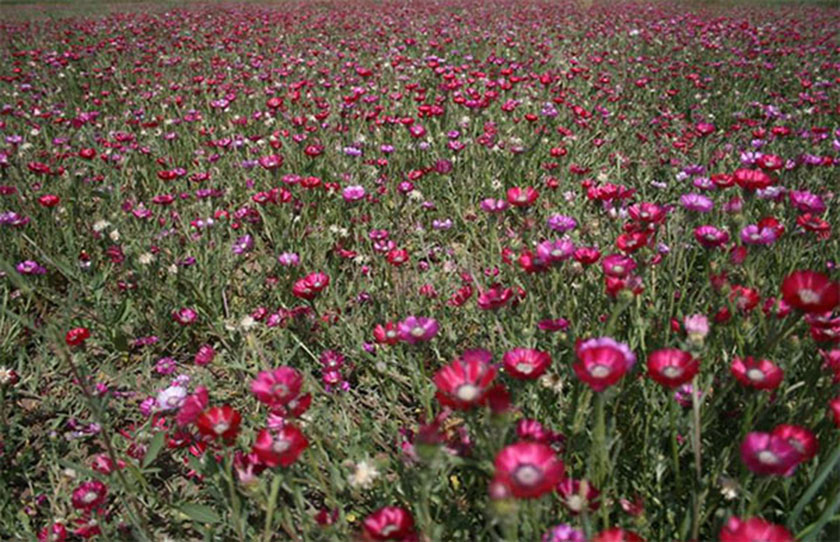 Gölbaşı ÖÇK Bölgesi Sevgi Çiçeği (Centaurea tchihatcheffii) Koruma ve İzleme projesi