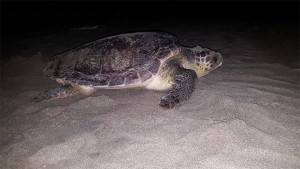 Köyceğiz-Dalyan Özel Çevre Koruma Bölgesi Tür ve Habitat İzleme Projesi kapsamında Köyceğiz-Dalyan kumsal alanında Deniz kaplumbağaları (Caretta caretta, Chelonia mydas)) ve Nil kaplumbağası (Trionyx triunguis) Popülasyonlarının Araştırılması İzlenmesi ve