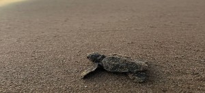 Köyceğiz-Dalyan Kumsal Alanında Deniz Kaplumbağası İzleme Projesi Sonuç Raporu- 2022