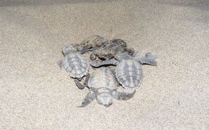 Patara Özel Çevre Koruma Bölgesi Tür ve Habitat İzleme Projesi kapsamında Patara kumsal alanında Deniz kaplumbağaları (Caretta caretta, Chelonia mydas)) ve Nil kaplumbağası (Trionyx triunguis) Popülasyonlarının Araştırılması İzlenmesi ve Korunması Projesi