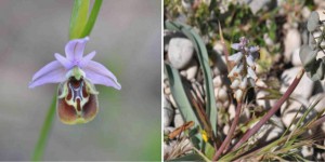 Patara Özel Çevre Koruma Bölgesi Biyolojik Çeşitlilik Araştırma Projesi