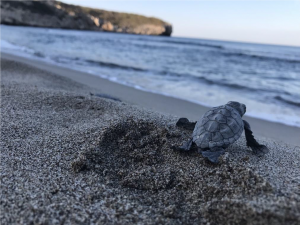 Patara Özel Çevre Koruma Bölgesi Kumsal Alanlarında Deniz Kaplumbağaları İzleme Projesi Sonuç Raporu
