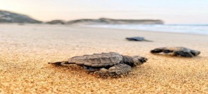 Patara Özel Çevre Koruma Bölgesi Kumsal Alanlarında Deniz Kaplumbağaları İzleme Projesi Sonuç Raporu- 2022