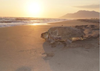 Patara Özel Çevre Koruma Bölgesi Tür ve Habitat İzleme Projesi Kapsamında Patara Kumsal Alanında Deniz Kaplumbağaları ve Nil Kaplumbağası Popülasyonlarının Araştırılması İzlenmesi ve Korunması Projesi