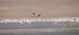 Tuz Gölü ÖÇKB'si Sulak Alanlarda Yaşayan Kuş Türlerini Koruma ve İzleme Projesi - 2022