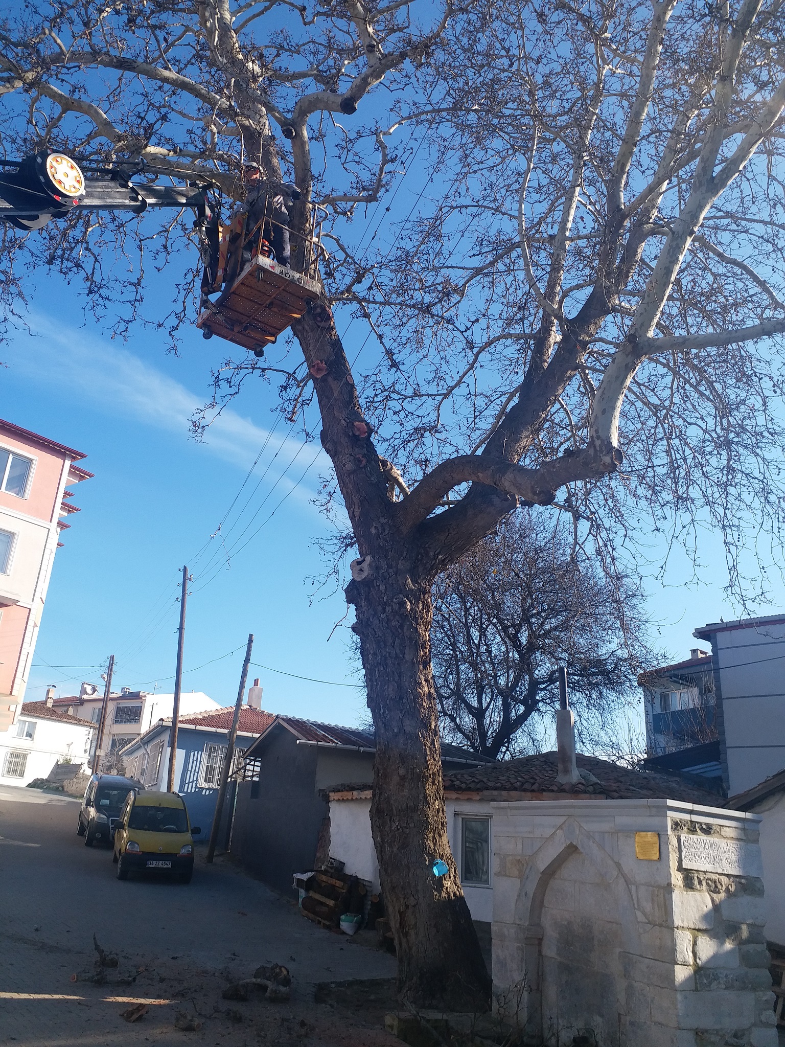 İLİMİZDE BULUNAN ANIT AĞAÇLARIN BAKIM VE BUDAMA ÇALIŞMALARI DEVAM EDİYOR