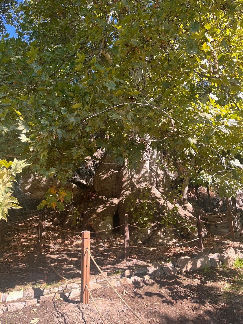 Pertek Sağman Köyü Anıt Ağacı Çevre Düzenlemesi