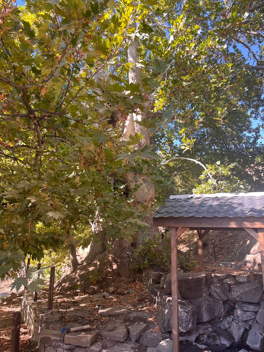 Pertek Sağman Köyü Anıt Ağacı Çevre Düzenlemesi