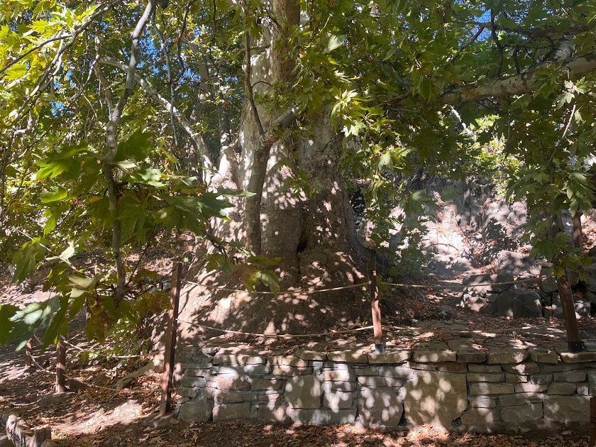 Pertek Sağman Köyü Anıt Ağacı Çevre Düzenlemesi