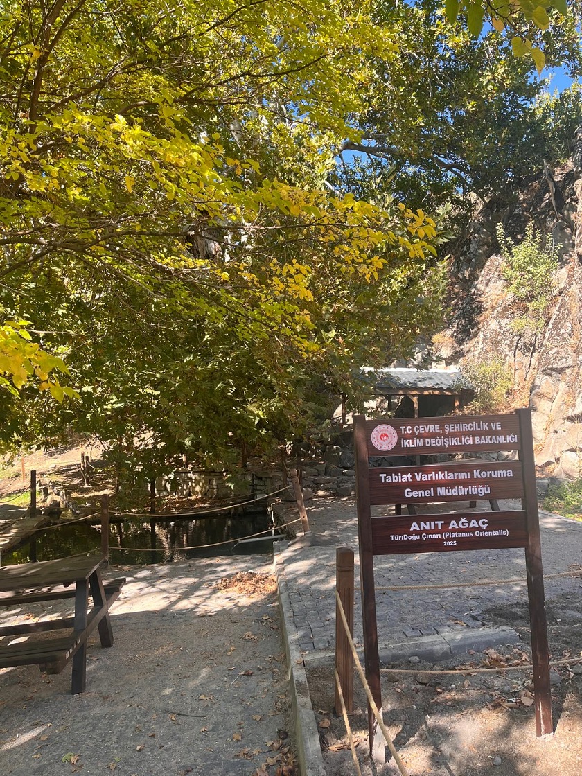 Pertek Sağman Köyü Anıt Ağacı Çevre Düzenlemesi