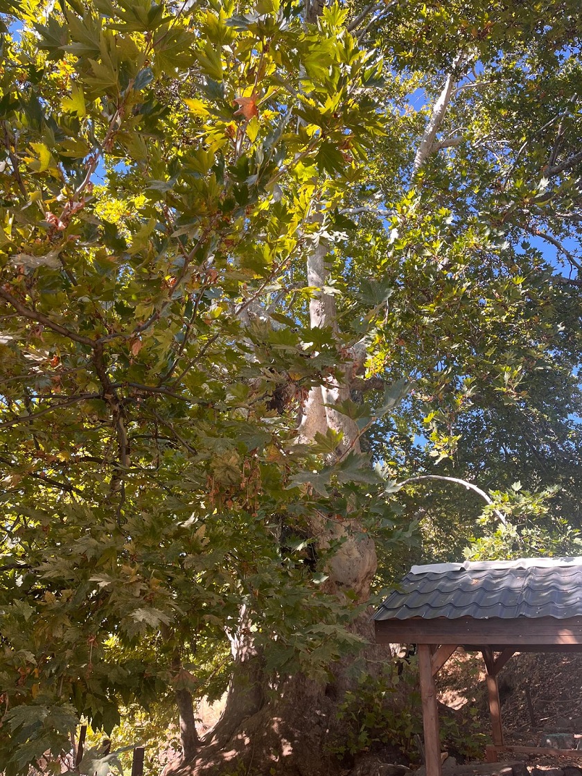 Pertek Sağman Köyü Anıt Ağacı Çevre Düzenlemesi