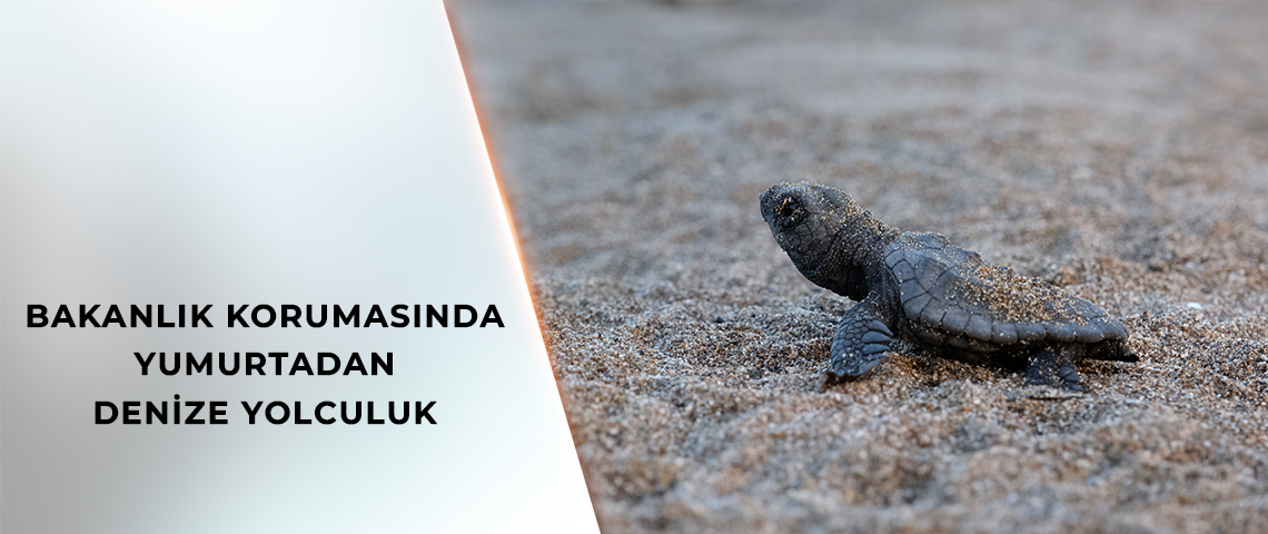 5 ÖZEL ÇEVRE KORUMA BÖLGESİ’NDE YAVRU KAPLUMBAĞALAR DENİZE KAVUŞUYOR