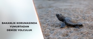 5 ÖZEL ÇEVRE KORUMA BÖLGESİ’NDE YAVRU KAPLUMBAĞALAR DENİZE KAVUŞUYOR
