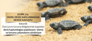 58 Bin 774 Yavru Deniz Kaplumbağası Denize Kavuştu