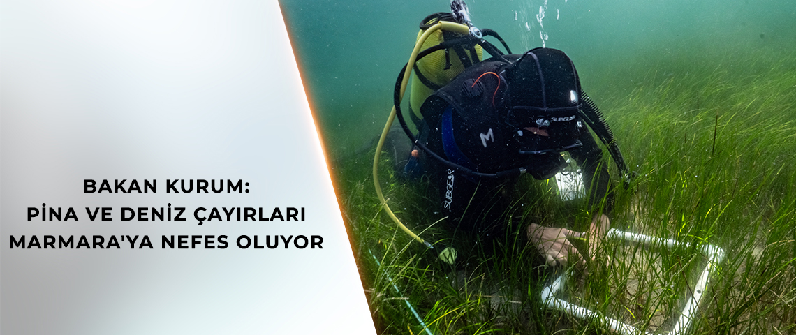 BAKAN KURUM: PİNA VE DENİZ ÇAYIRLARI MARMARA'YA NEFES OLUYOR