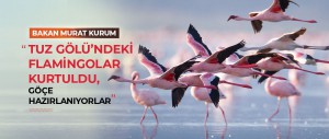 BAKAN MURAT KURUM:  “TUZ GÖLÜ’NDEKİ FLAMİNGOLAR KURTULDU, GÖÇE HAZIRLANIYORLAR”