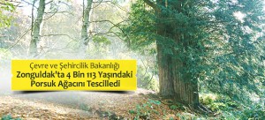 Çevre Ve Şehircilik Bakanlığı Zonguldak'ta 4 Bin 113 Yaşındaki Porsuk Ağacını Tescilledi