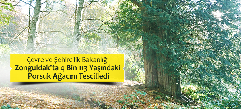Çevre Ve Şehircilik Bakanlığı Zonguldak'ta 4 Bin 113 Yaşındaki Porsuk Ağacını Tescilledi