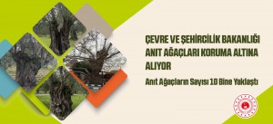 ÇEVRE VE ŞEHİRCİLİK BAKANLIĞI ANIT AĞAÇLARI KORUMA ALTINA ALIYOR