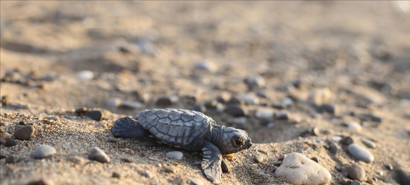 ÇEVRECİLER CARETTA CARETTALARA YAPILACAK HASTANE İÇİN YARIŞTI